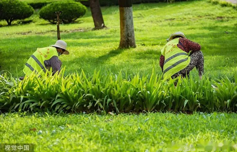 安国城市道路绿化规范2022